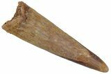 Fossil Pterosaur (Siroccopteryx) Tooth - Morocco #216973-1